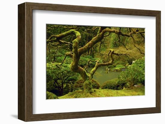 Japanese Maple, Portland Japanese Garden, Portland, Oregon, Usa-Michel Hersen-Framed Photographic Print