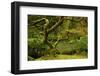 Japanese Maple, Portland Japanese Garden, Portland, Oregon, Usa-Michel Hersen-Framed Photographic Print