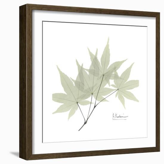 Japanese Maple Portrait 2-Albert Koetsier-Framed Premium Giclee Print