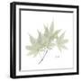 Japanese Maple Portrait 2-Albert Koetsier-Framed Premium Giclee Print