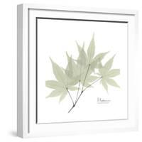 Japanese Maple Portrait 2-Albert Koetsier-Framed Premium Giclee Print