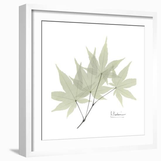 Japanese Maple Portrait 2-Albert Koetsier-Framed Premium Giclee Print