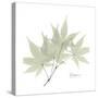 Japanese Maple Portrait 2-Albert Koetsier-Stretched Canvas