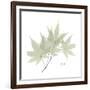 Japanese Maple Portrait 2-Albert Koetsier-Framed Premium Giclee Print