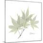 Japanese Maple Portrait 2-Albert Koetsier-Mounted Premium Giclee Print