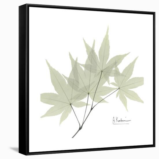 Japanese Maple Portrait 2-Albert Koetsier-Framed Stretched Canvas