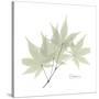 Japanese Maple Portrait 2-Albert Koetsier-Stretched Canvas