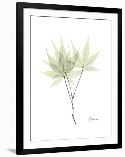 Japanese Maple Portrait-Albert Koetsier-Framed Premium Giclee Print