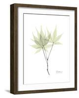 Japanese Maple Portrait-Albert Koetsier-Framed Premium Giclee Print