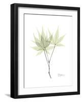 Japanese Maple Portrait-Albert Koetsier-Framed Premium Giclee Print