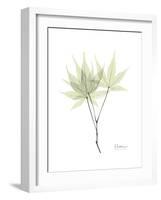 Japanese Maple Portrait-Albert Koetsier-Framed Premium Giclee Print