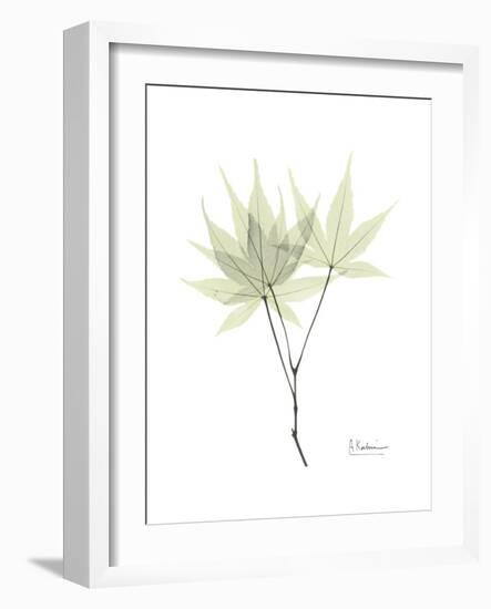 Japanese Maple Portrait-Albert Koetsier-Framed Premium Giclee Print