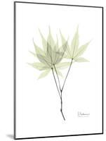 Japanese Maple Portrait-Albert Koetsier-Mounted Premium Giclee Print