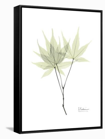 Japanese Maple Portrait-Albert Koetsier-Framed Stretched Canvas