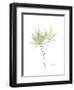 Japanese Maple Portrait-Albert Koetsier-Framed Premium Giclee Print