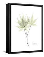 Japanese Maple Portrait-Albert Koetsier-Framed Stretched Canvas