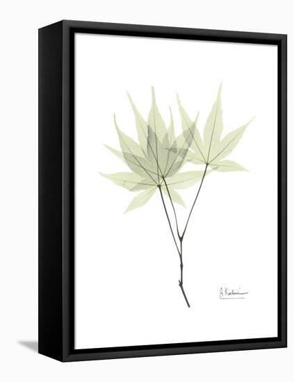 Japanese Maple Portrait-Albert Koetsier-Framed Stretched Canvas