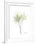 Japanese Maple Portrait-Albert Koetsier-Framed Premium Giclee Print