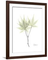 Japanese Maple Portrait-Albert Koetsier-Framed Premium Giclee Print