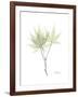 Japanese Maple Portrait-Albert Koetsier-Framed Premium Giclee Print