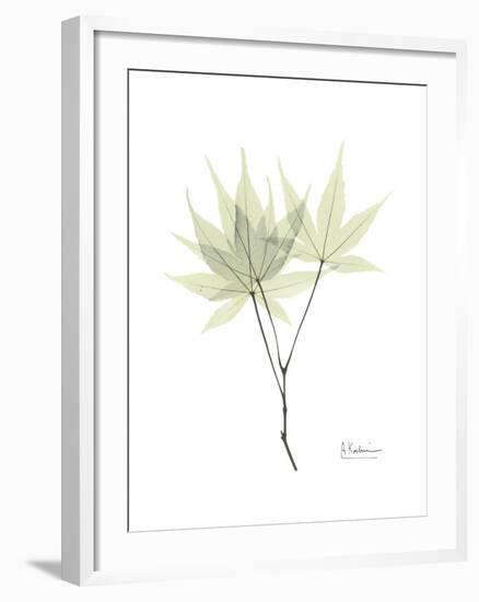 Japanese Maple Portrait-Albert Koetsier-Framed Premium Giclee Print