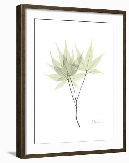 Japanese Maple Portrait-Albert Koetsier-Framed Premium Giclee Print