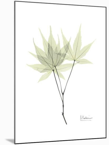 Japanese Maple Portrait-Albert Koetsier-Mounted Premium Giclee Print