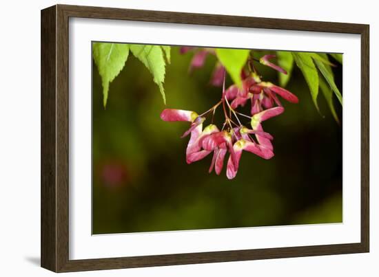 Japanese Maple Seeds-Dr. Keith Wheeler-Framed Photographic Print