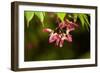 Japanese Maple Seeds-Dr. Keith Wheeler-Framed Photographic Print