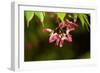 Japanese Maple Seeds-Dr. Keith Wheeler-Framed Photographic Print