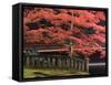 Japanese Maple, Tosho-Gu Shrine, Nikko, Central Honshu, Japan-Schlenker Jochen-Framed Stretched Canvas