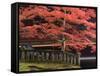 Japanese Maple, Tosho-Gu Shrine, Nikko, Central Honshu, Japan-Schlenker Jochen-Framed Stretched Canvas