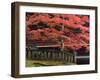 Japanese Maple, Tosho-Gu Shrine, Nikko, Central Honshu, Japan-Schlenker Jochen-Framed Photographic Print