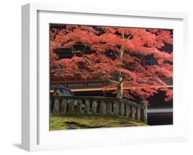 Japanese Maple, Tosho-Gu Shrine, Nikko, Central Honshu, Japan-Schlenker Jochen-Framed Photographic Print