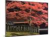 Japanese Maple, Tosho-Gu Shrine, Nikko, Central Honshu, Japan-Schlenker Jochen-Mounted Photographic Print