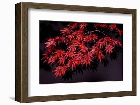 Japanese maple tree detail, New England-Jim Engelbrecht-Framed Photographic Print