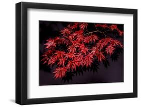 Japanese maple tree detail, New England-Jim Engelbrecht-Framed Photographic Print