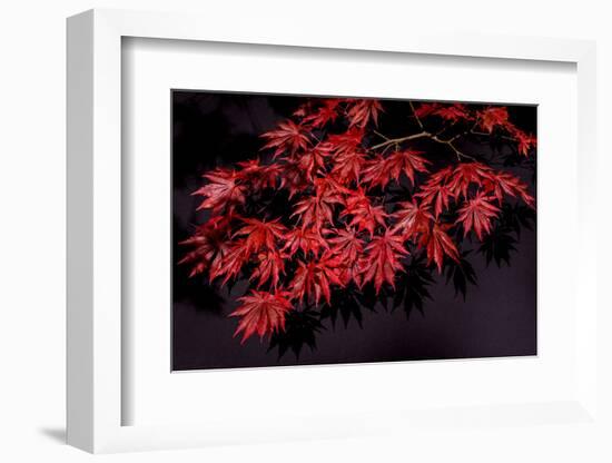 Japanese maple tree detail, New England-Jim Engelbrecht-Framed Photographic Print