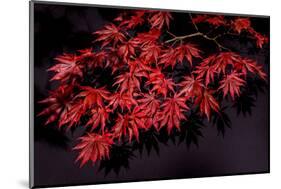 Japanese maple tree detail, New England-Jim Engelbrecht-Mounted Photographic Print