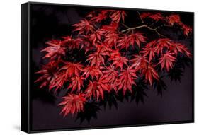 Japanese maple tree detail, New England-Jim Engelbrecht-Framed Stretched Canvas