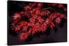 Japanese maple tree detail, New England-Jim Engelbrecht-Stretched Canvas