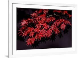 Japanese maple tree detail, New England-Jim Engelbrecht-Framed Photographic Print