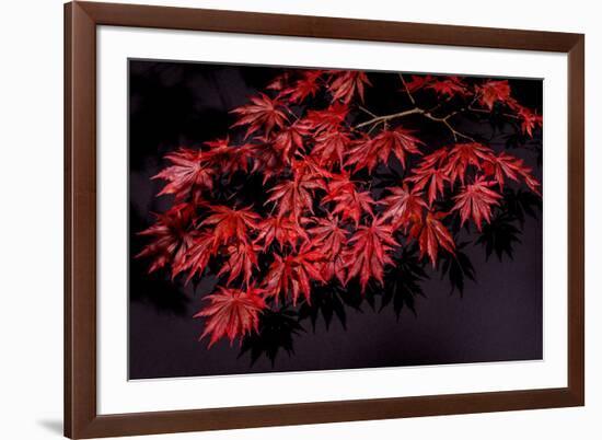 Japanese maple tree detail, New England-Jim Engelbrecht-Framed Photographic Print