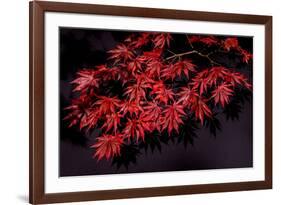 Japanese maple tree detail, New England-Jim Engelbrecht-Framed Photographic Print