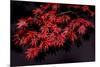 Japanese maple tree detail, New England-Jim Engelbrecht-Mounted Photographic Print