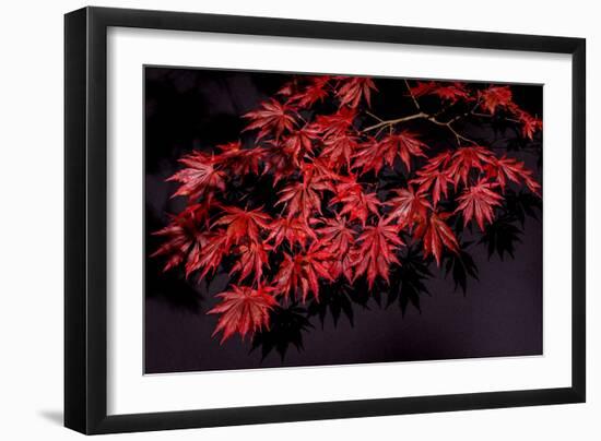 Japanese maple tree detail, New England-Jim Engelbrecht-Framed Photographic Print