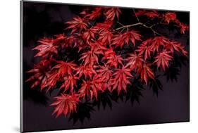 Japanese maple tree detail, New England-Jim Engelbrecht-Mounted Photographic Print