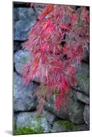 Japanese maple tree detail, New England-Jim Engelbrecht-Mounted Photographic Print