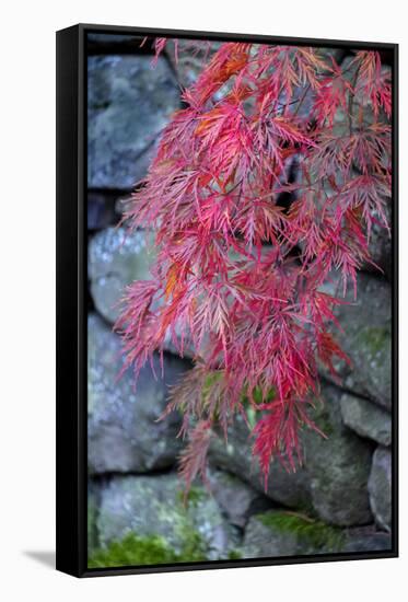 Japanese maple tree detail, New England-Jim Engelbrecht-Framed Stretched Canvas