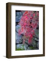 Japanese maple tree detail, New England-Jim Engelbrecht-Framed Photographic Print